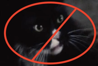 Illustration for article titled The Hunger Games Author Insisted the Cat Be Recast in Catching Fire